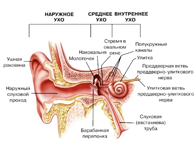 Причины заложенности в ушах